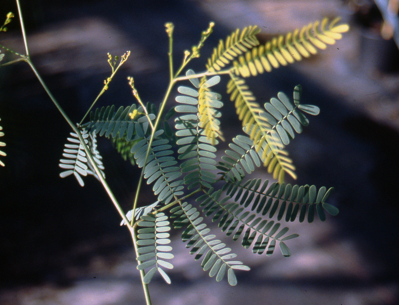 Acacia chinchillensis