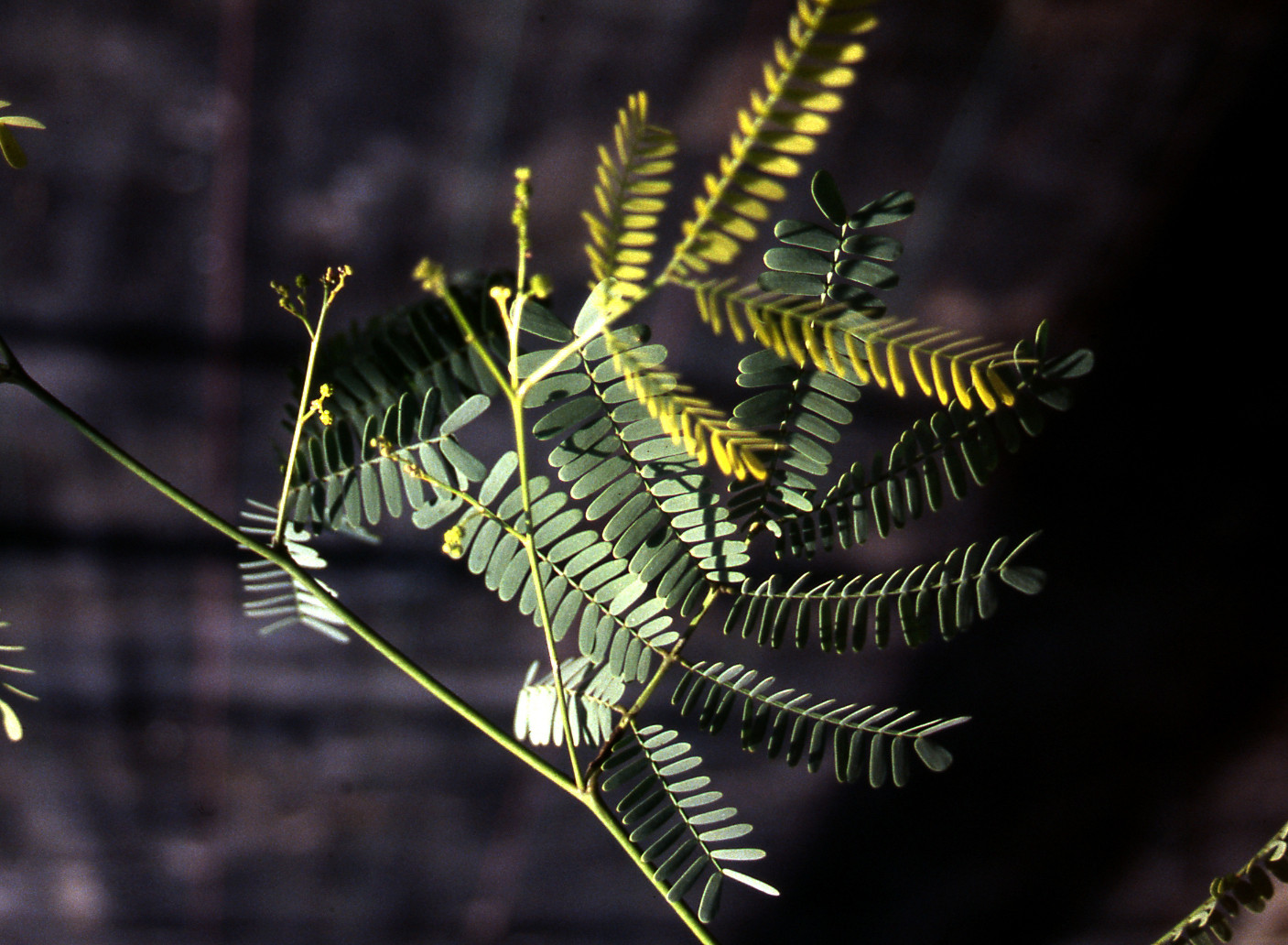 Acacia chinchillensis