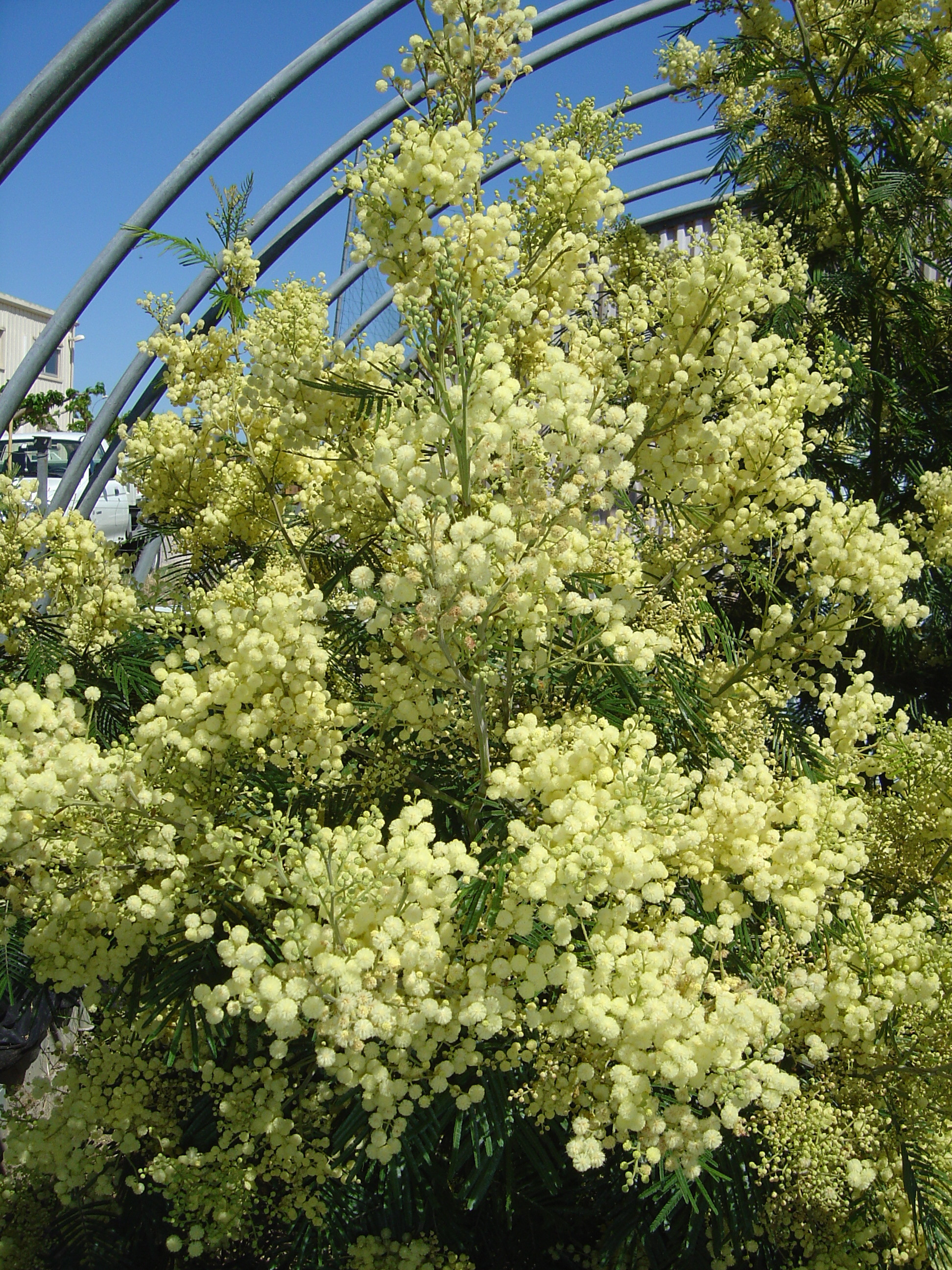 Acacia mearnsii 'Aestivalis'