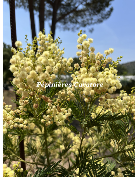 Acacia mearnsii 'Aestivalis'