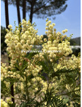 Acacia mearnsii 'Aestivalis'