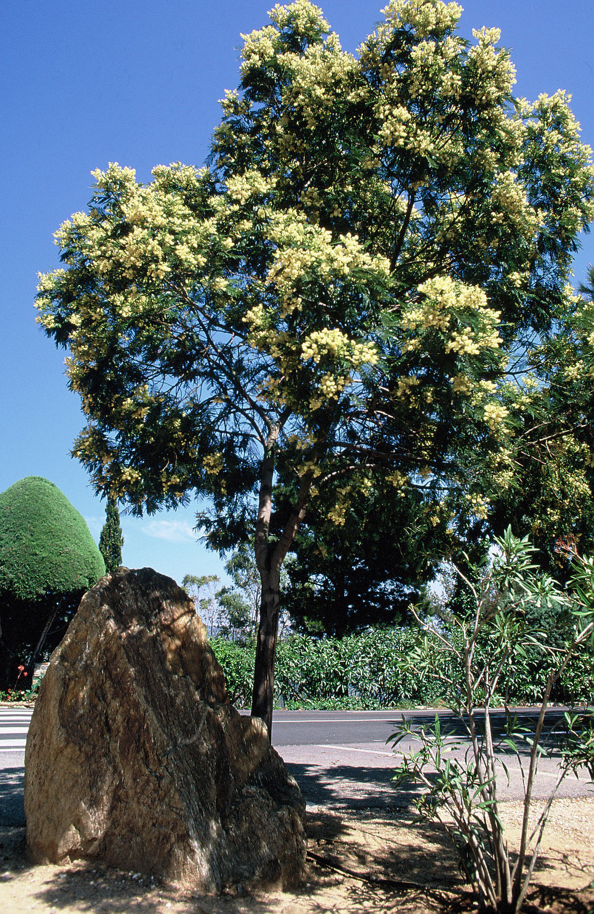 Acacia mearnsii 'Aestivalis'