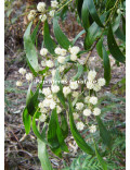 Acacia melanoxylon