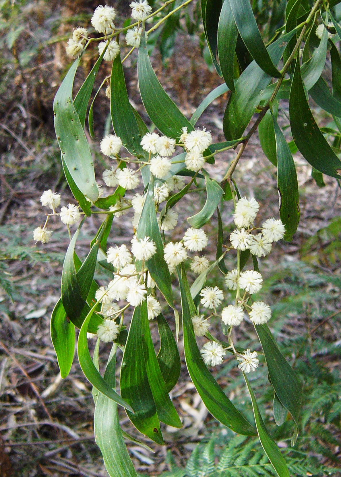 Acacia melanoxylon