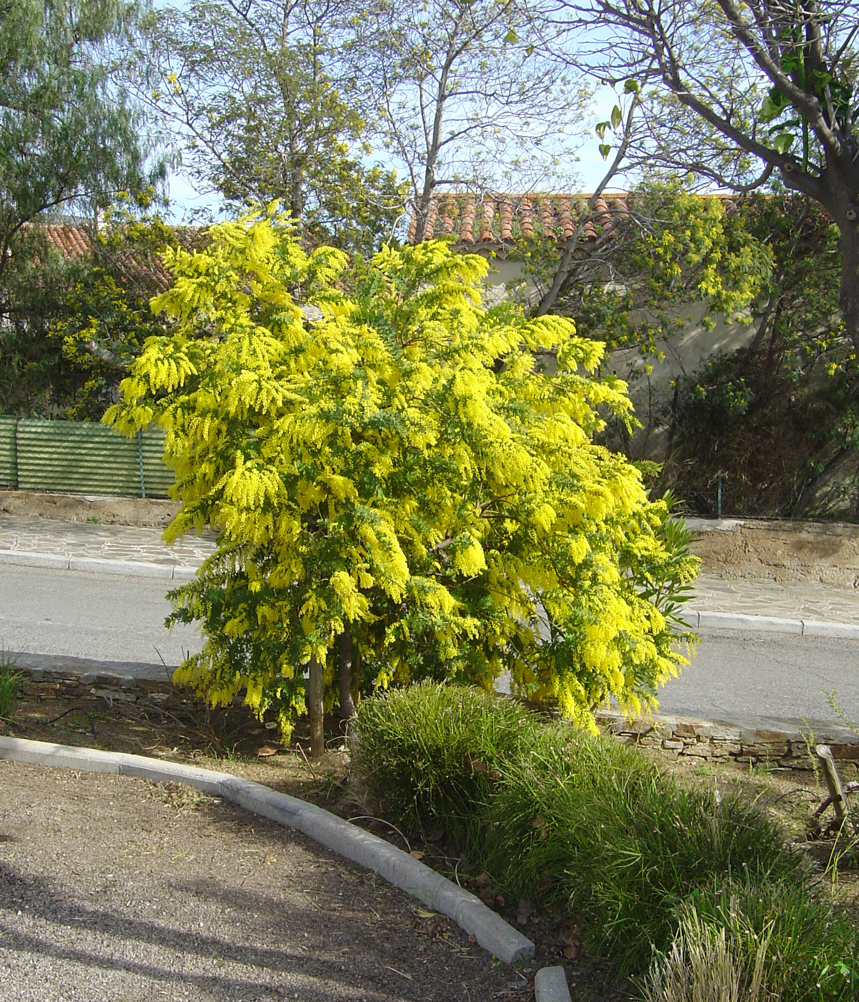 Acacia pubescens