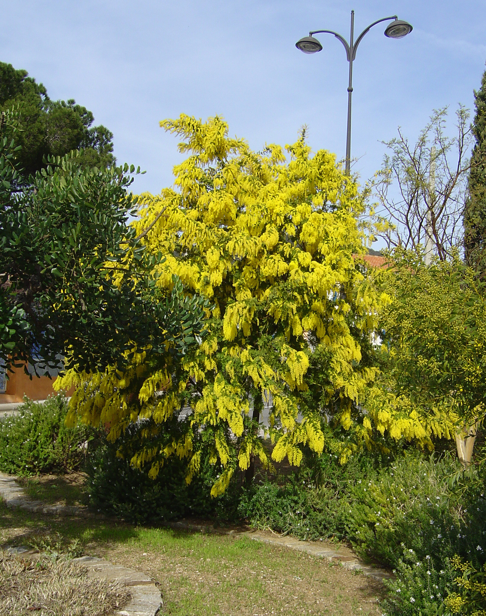 Acacia pubescens