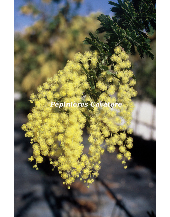 Acacia pubescens