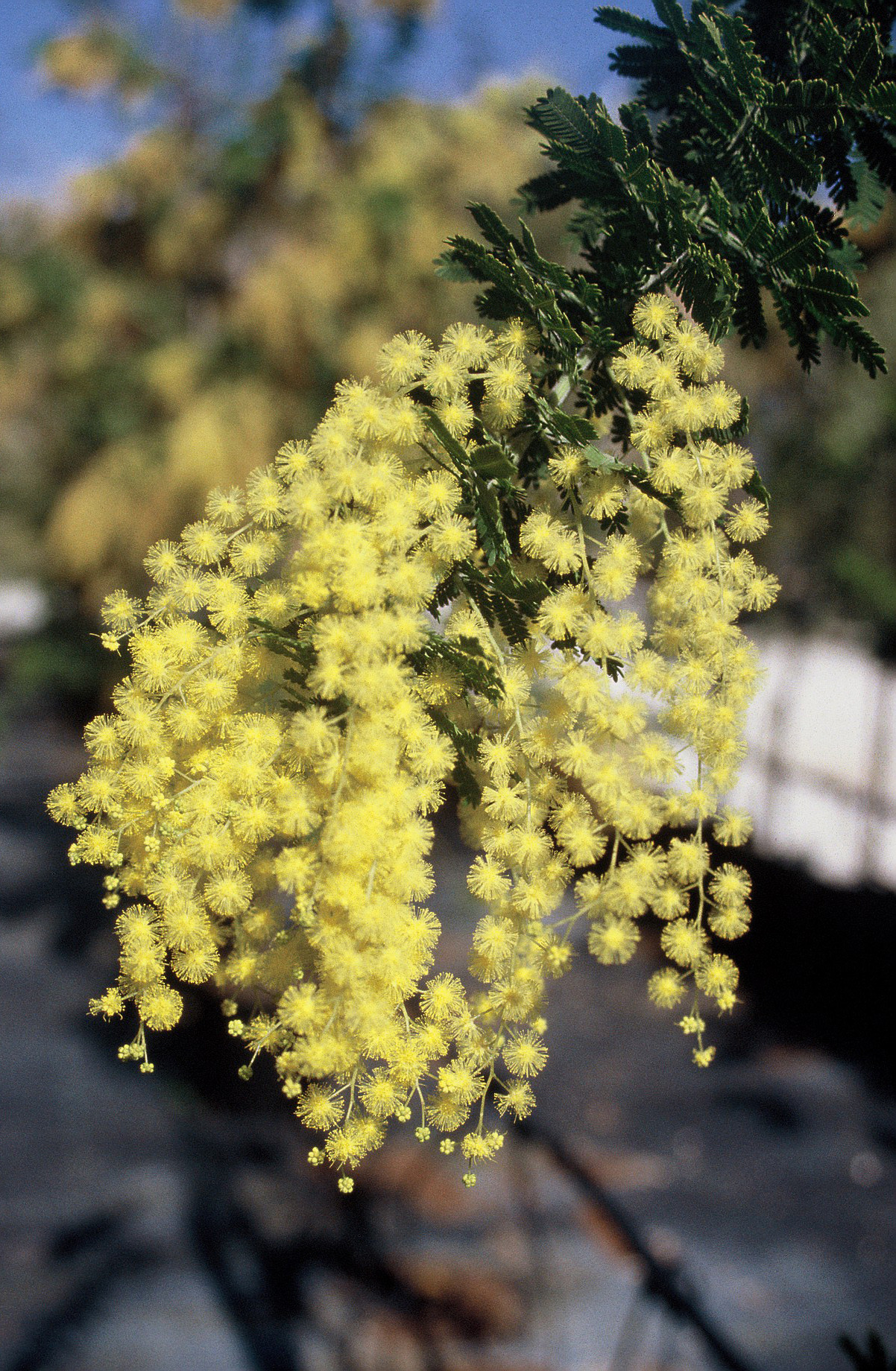 Acacia pubescens