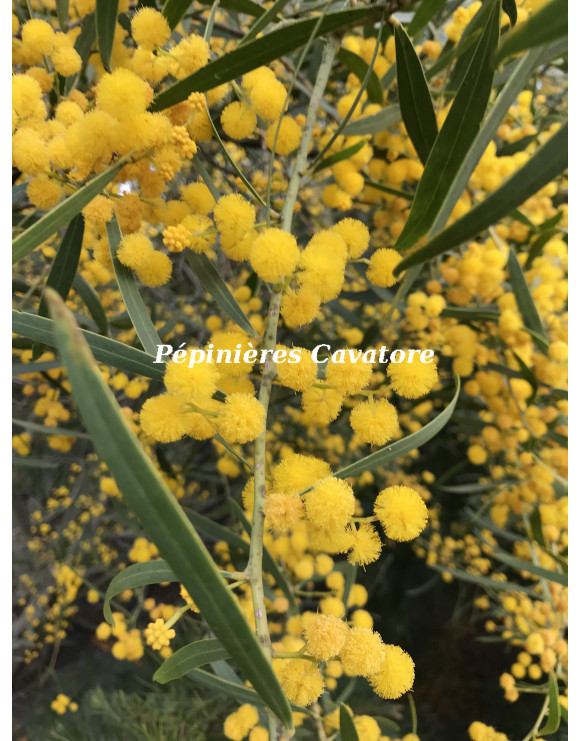 Acacia rostellifera