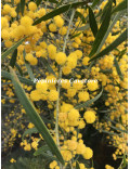 Acacia rostellifera