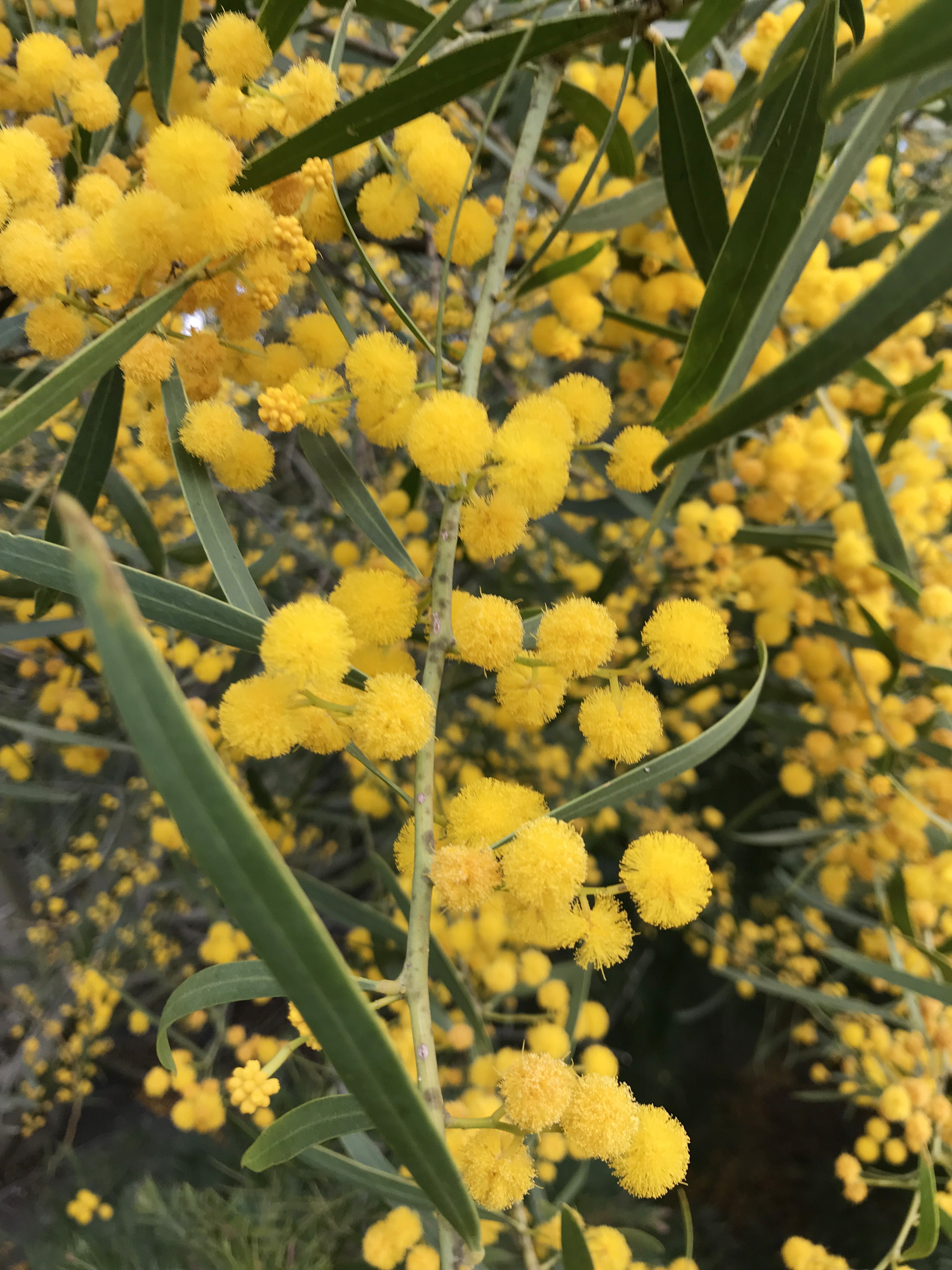 Acacia rostellifera