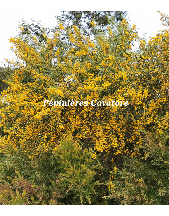 Acacia rostellifera