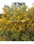 Acacia rostellifera