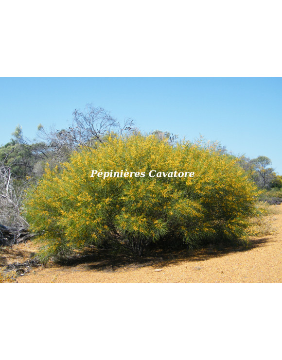 Acacia scirpifolia