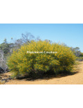 Acacia scirpifolia