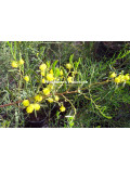 Acacia scirpifolia