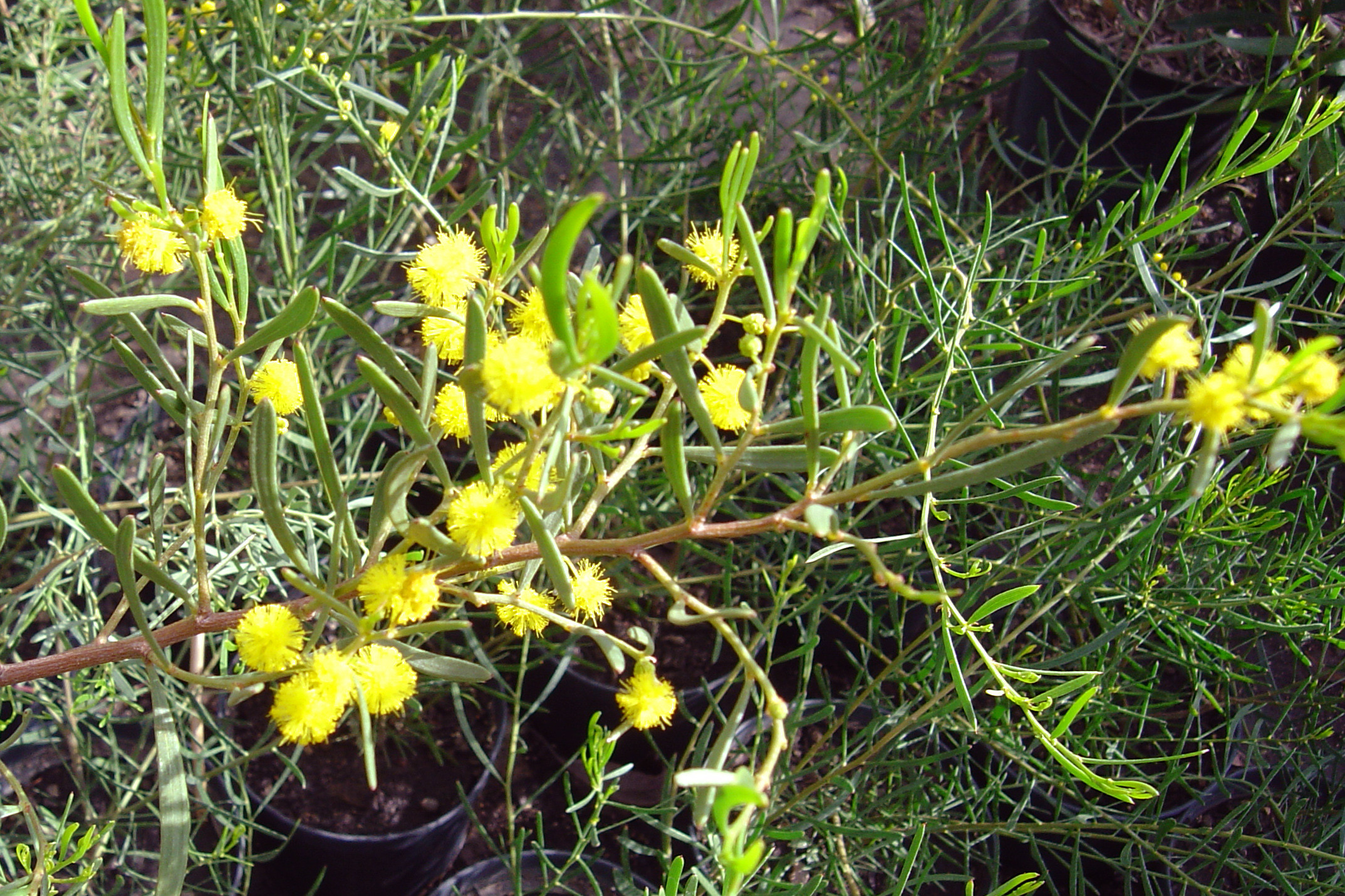 Acacia scirpifolia