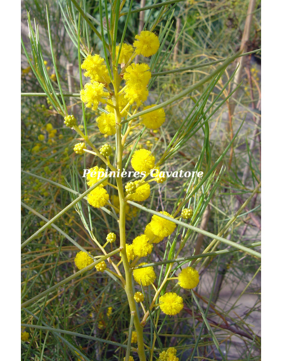 Acacia scirpifolia
