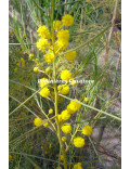 Acacia scirpifolia