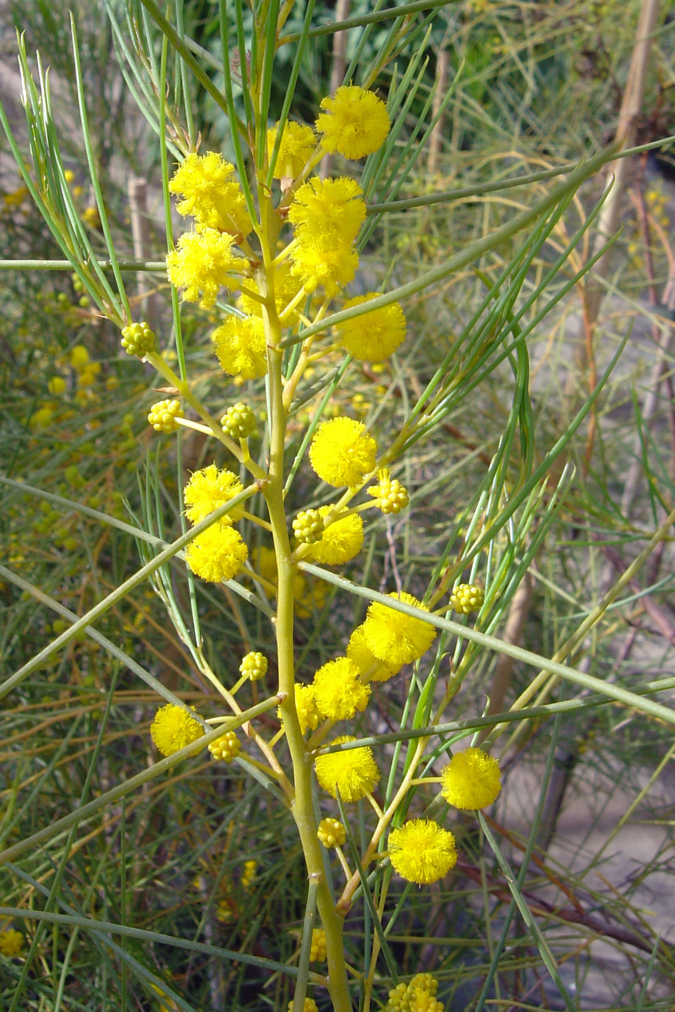 Acacia scirpifolia