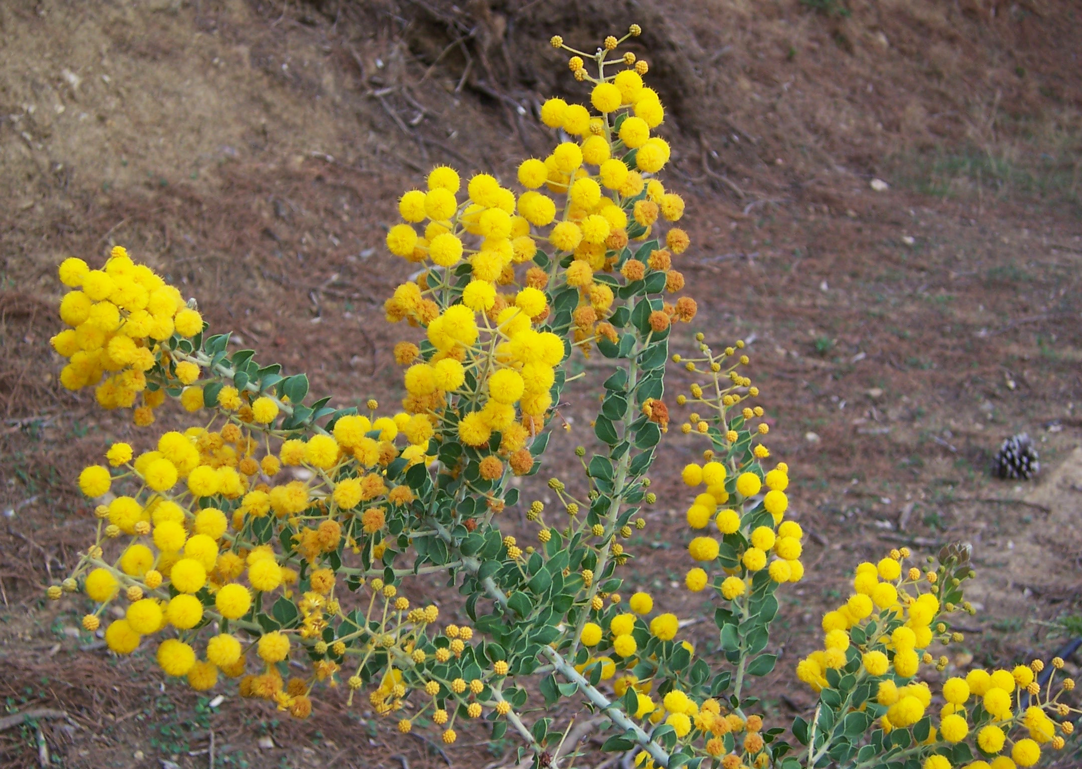 Acacia uncinata