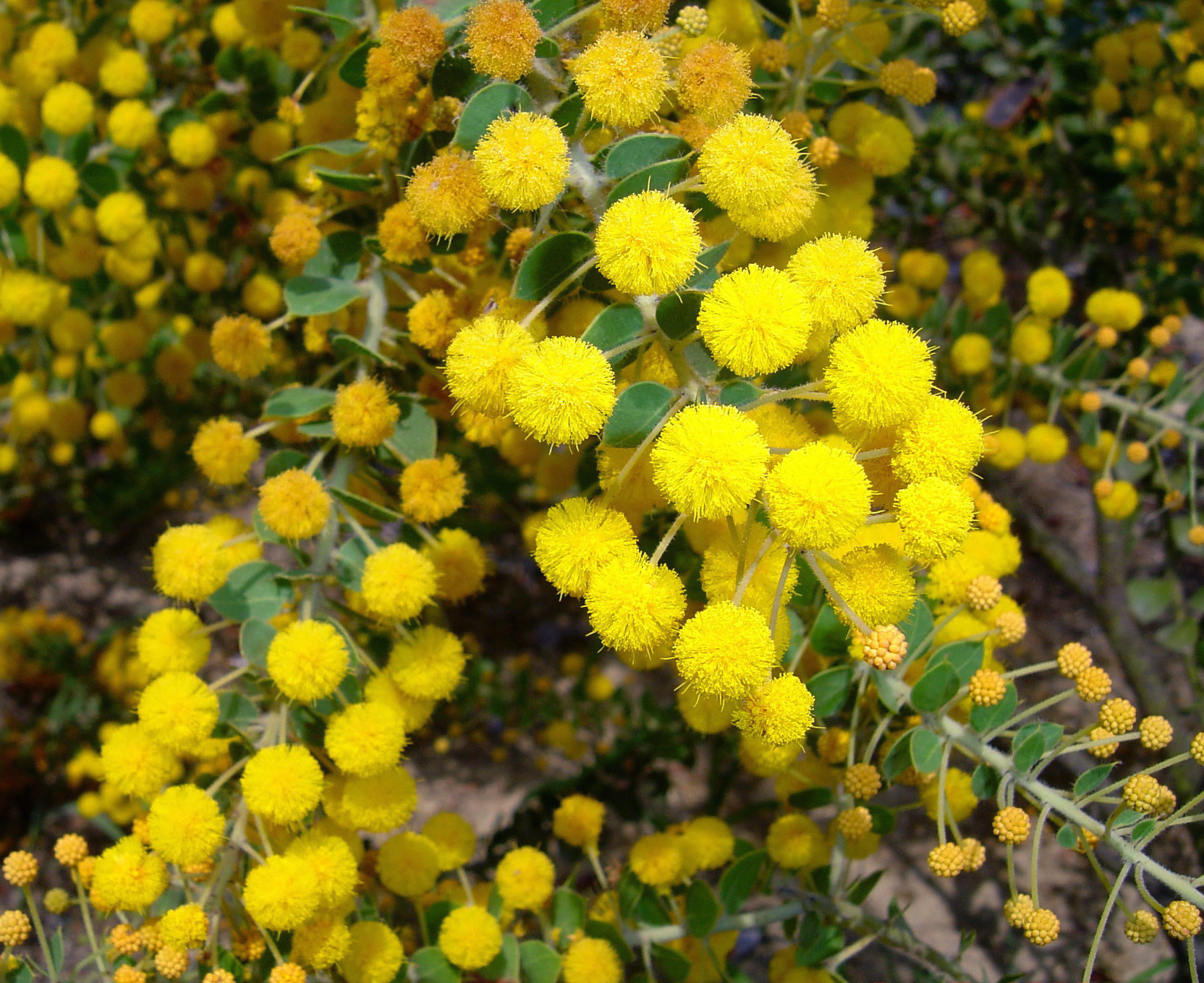 Acacia uncinata