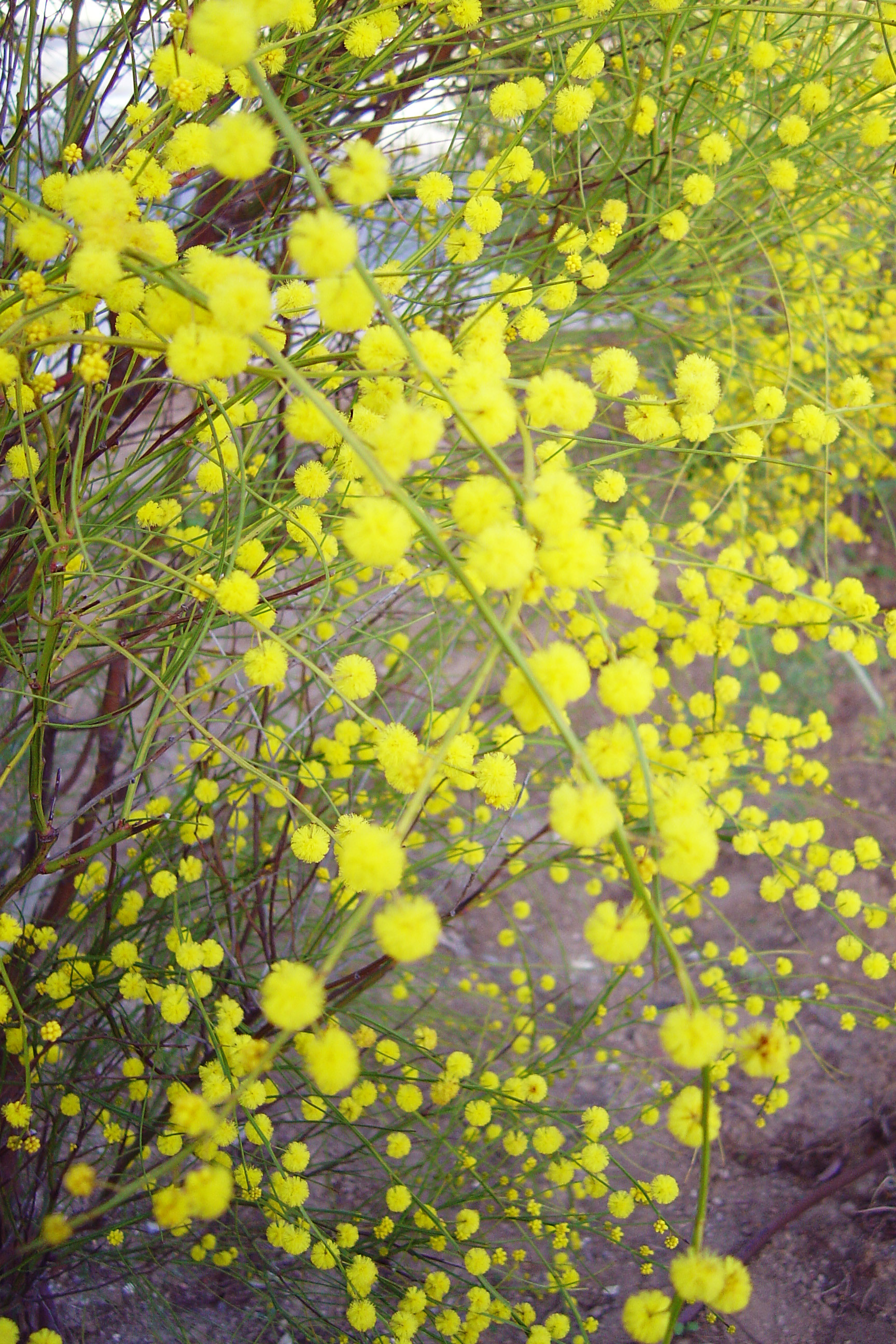 Acacia extensa