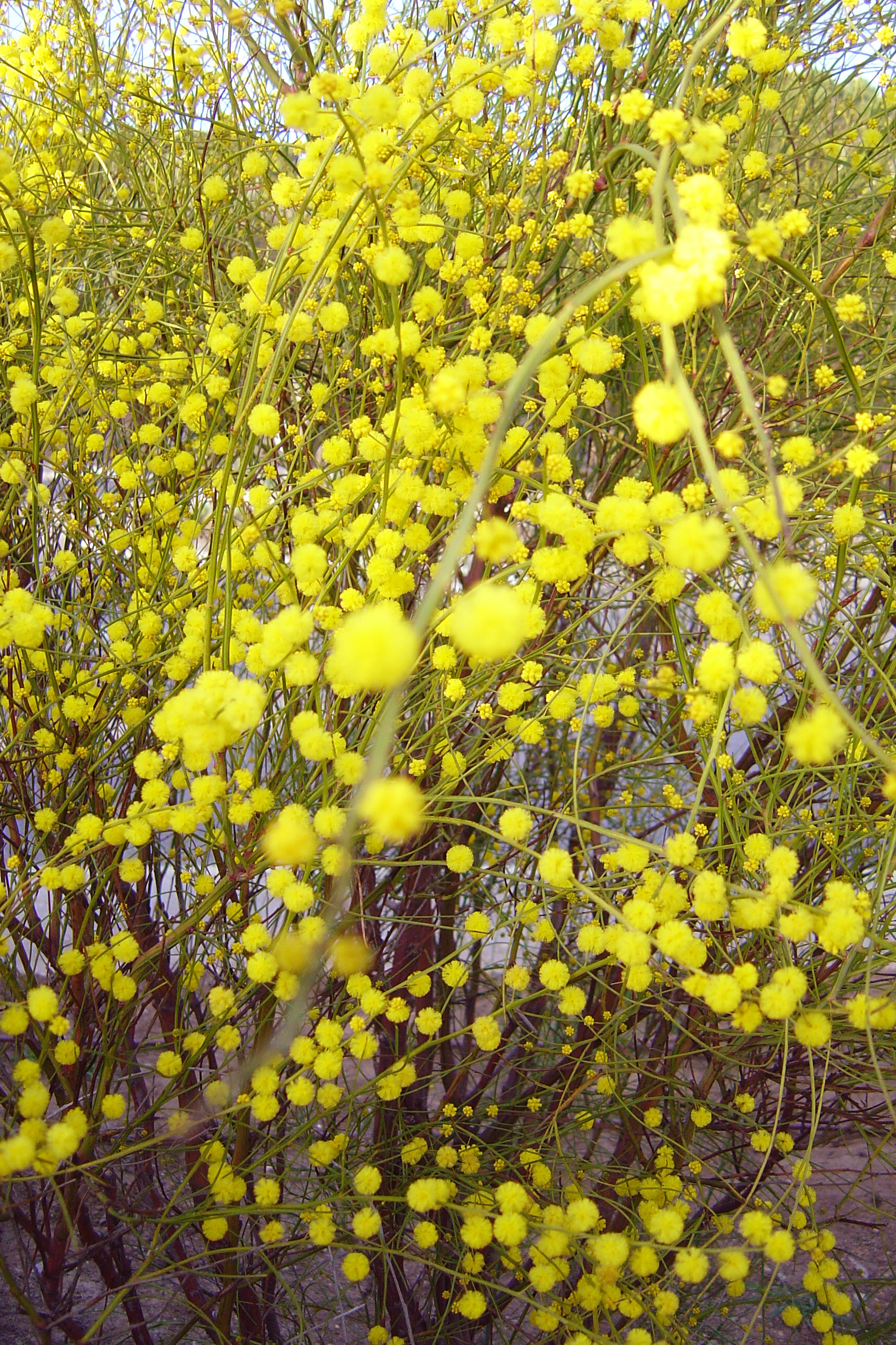 Acacia extensa