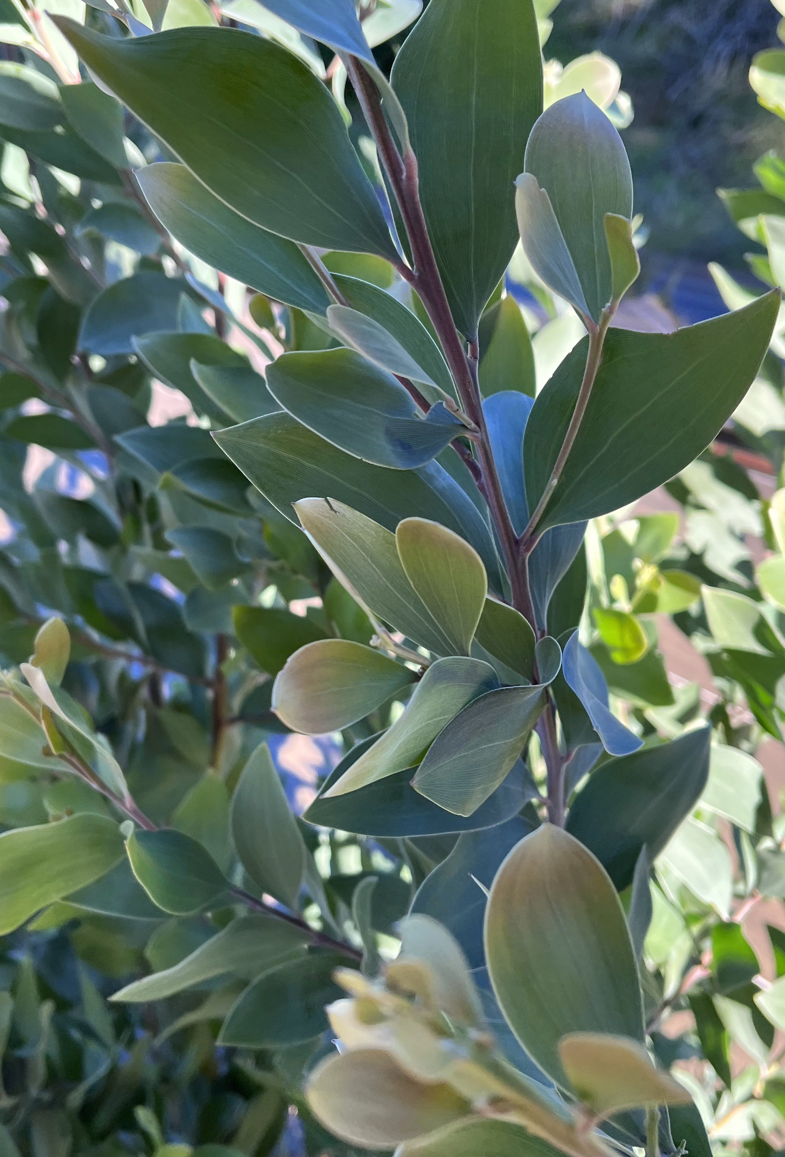 Acacia binervia