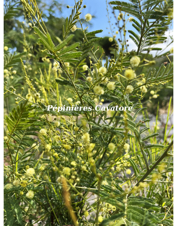 Acacia deanei