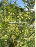 Acacia deanei