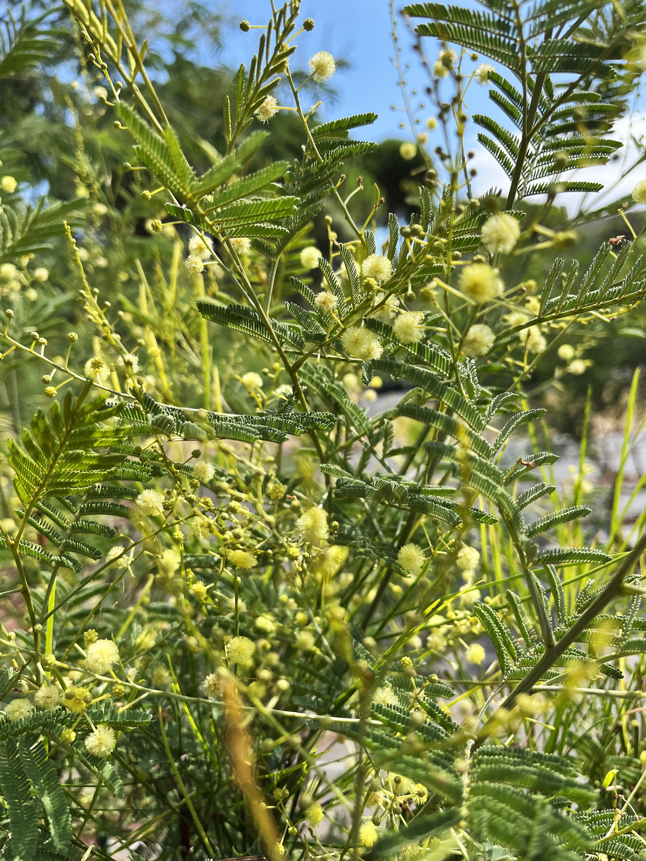 Acacia deanei