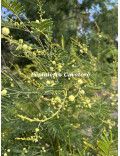 Acacia deanei