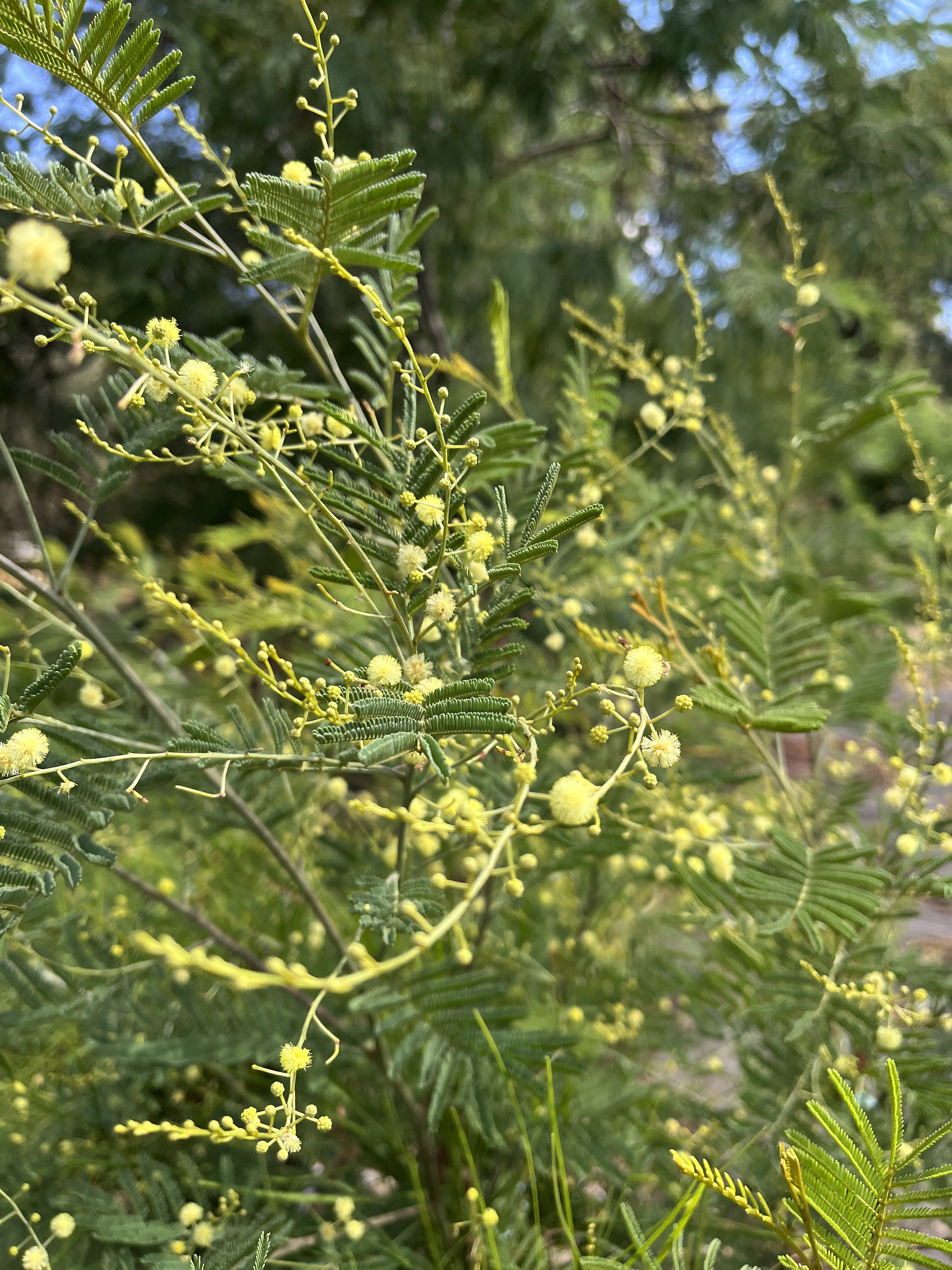 Acacia deanei