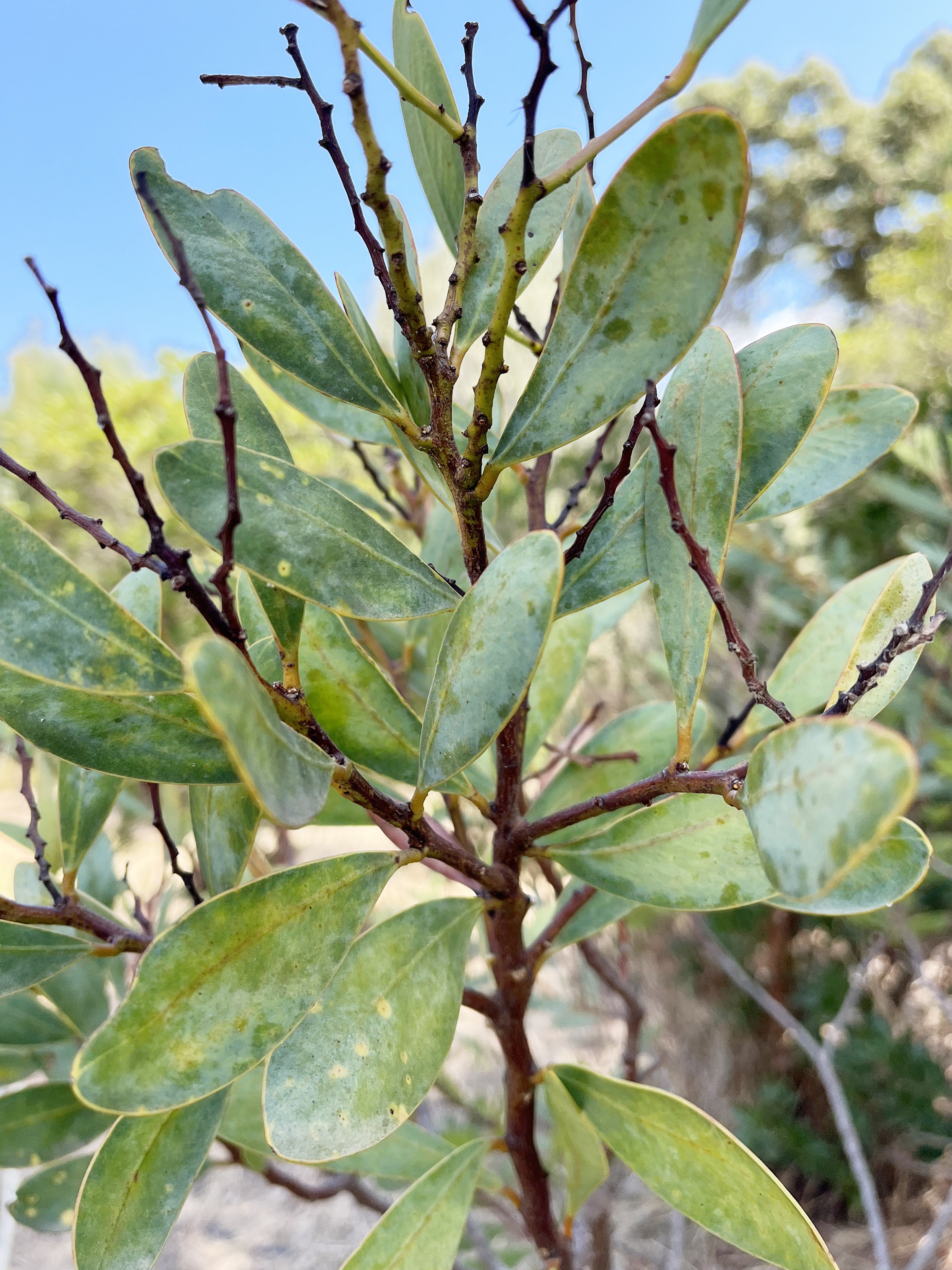 Acacia notabilis