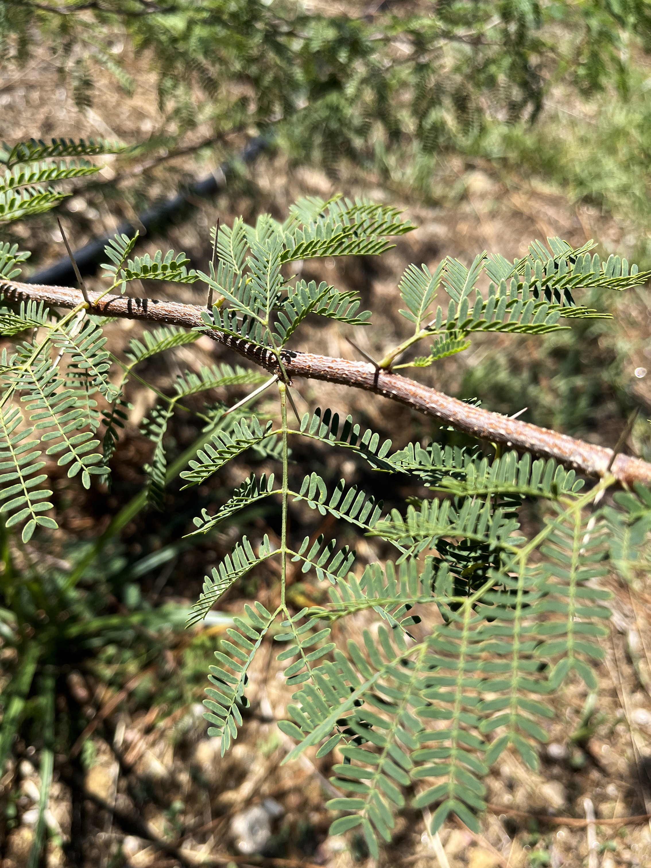 Acacia farnesiana