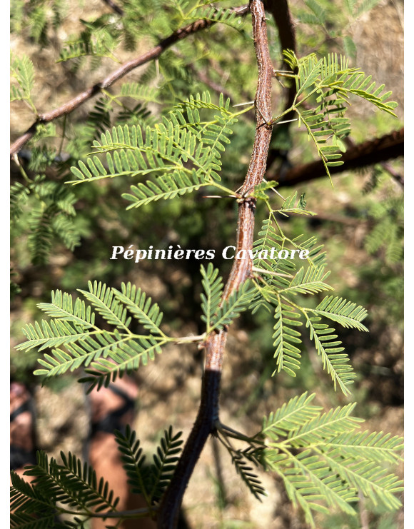 Acacia farnesiana