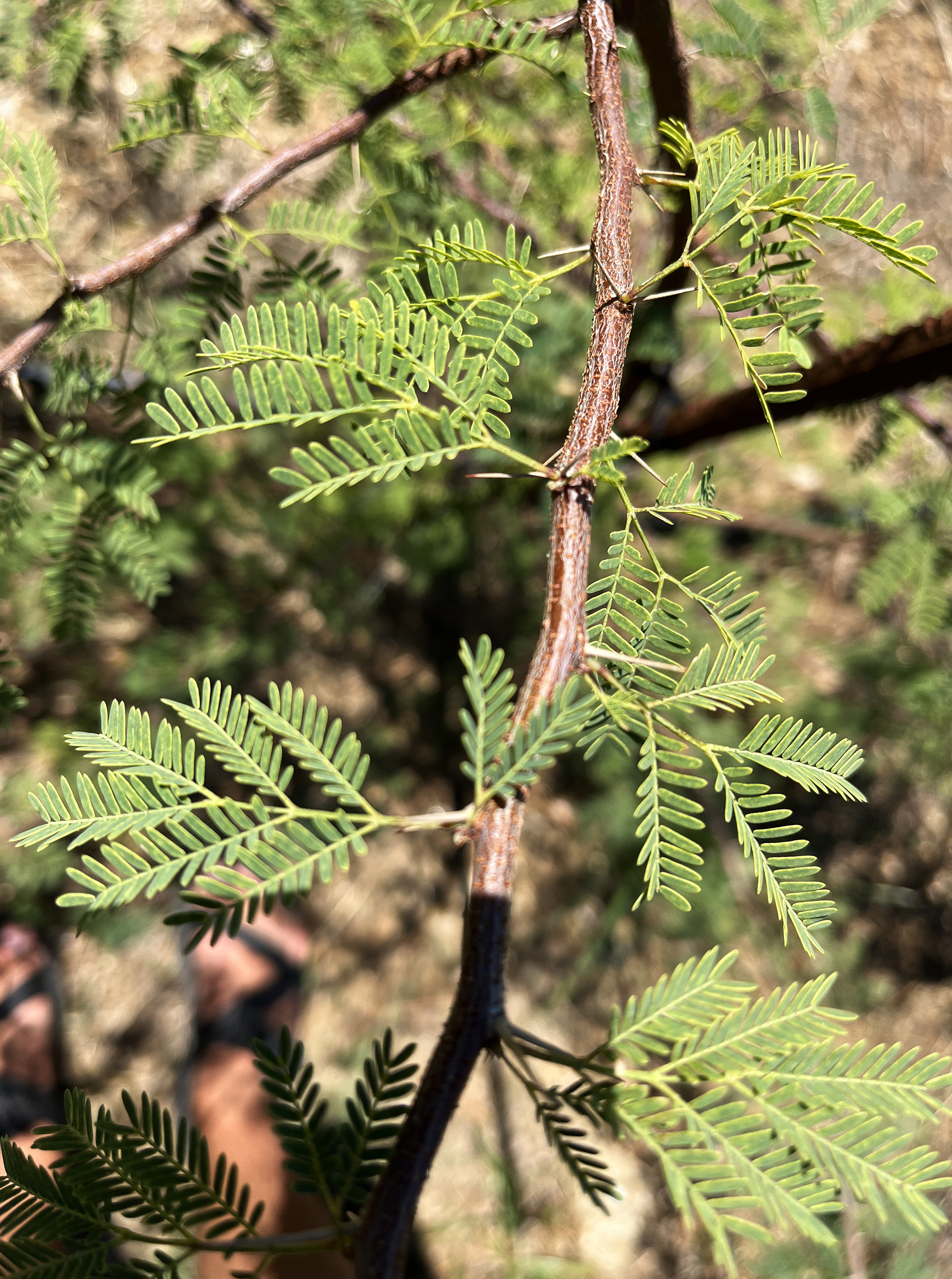 Acacia farnesiana