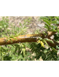 Acacia gerrardii