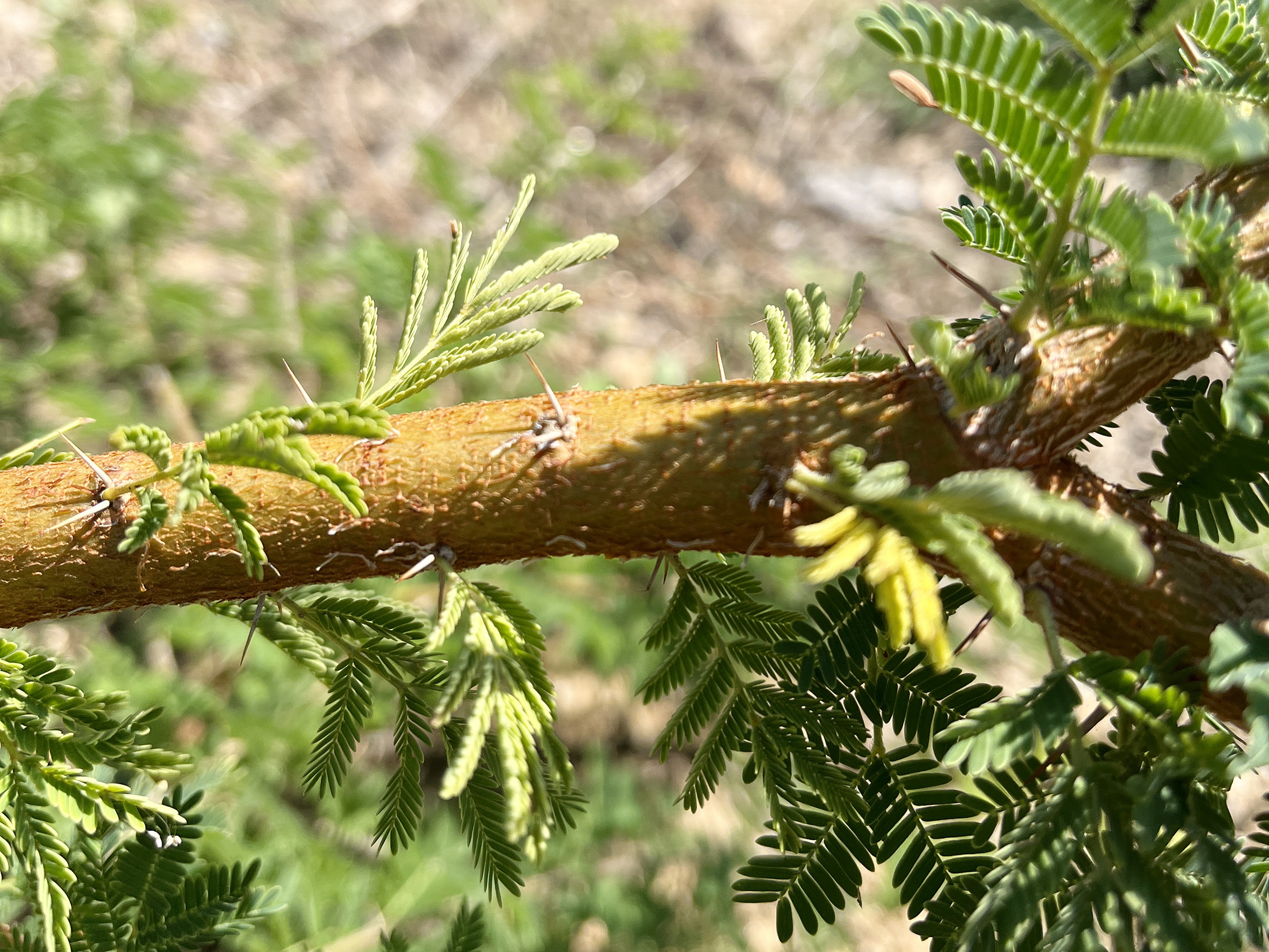 Acacia gerrardii
