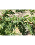 Acacia gerrardii
