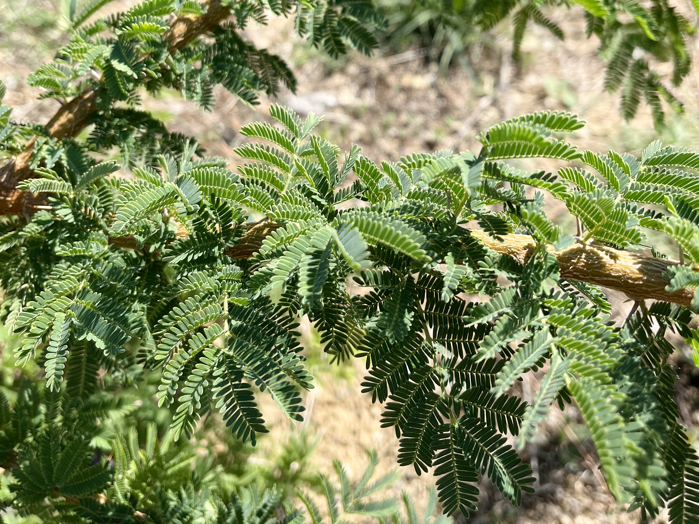Acacia gerrardii