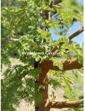 Acacia gerrardii