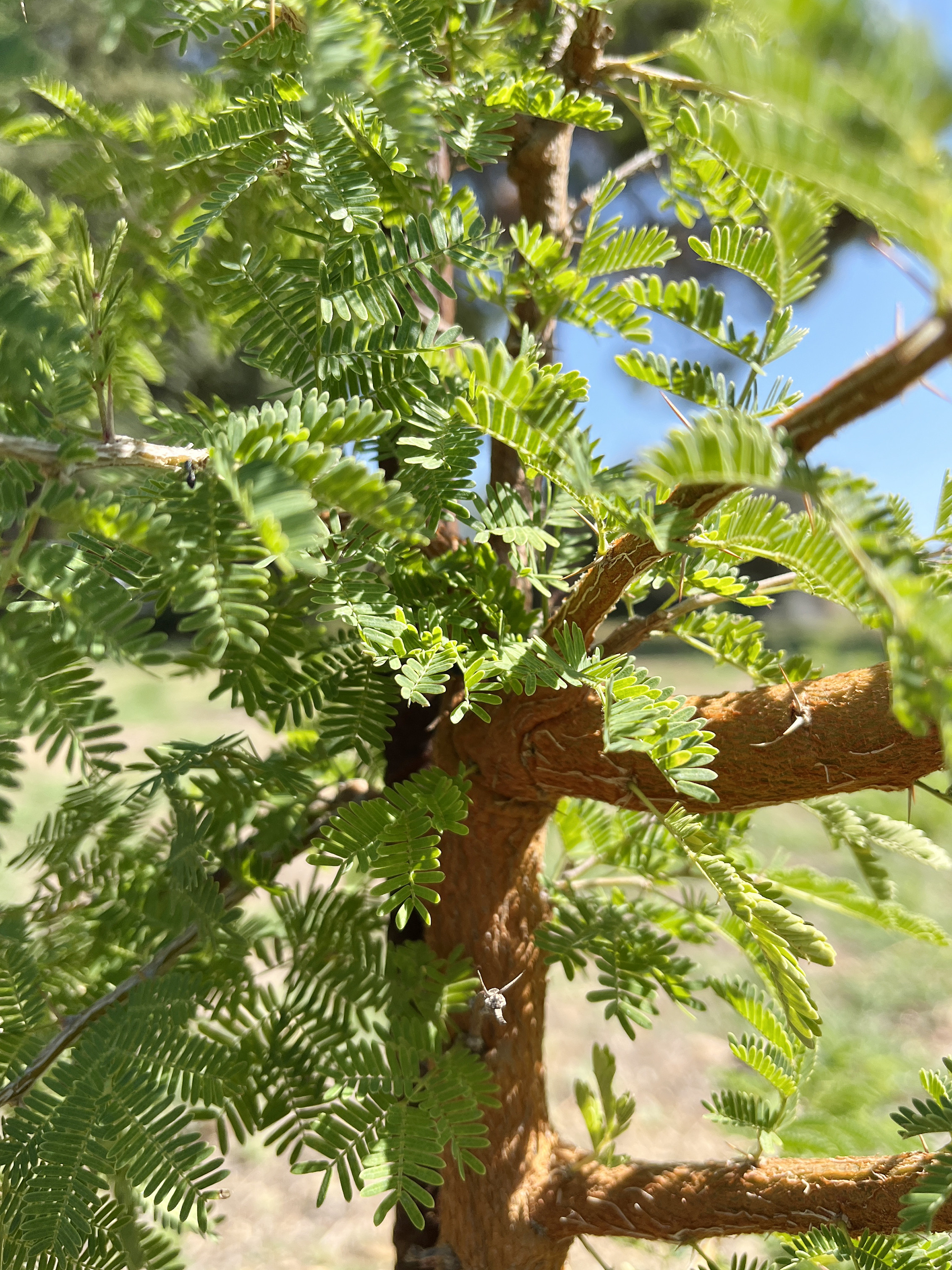 Acacia gerrardii