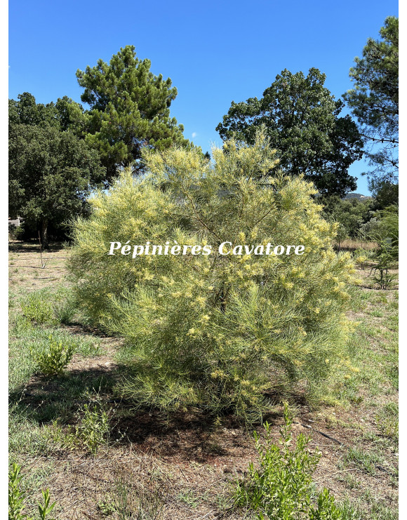 Acacia harveyi