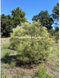 Acacia harveyi