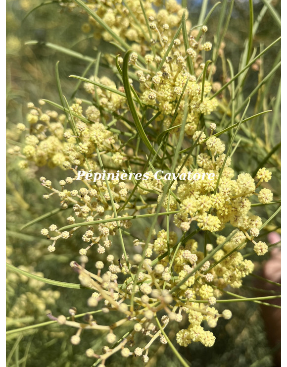 Acacia harveyi