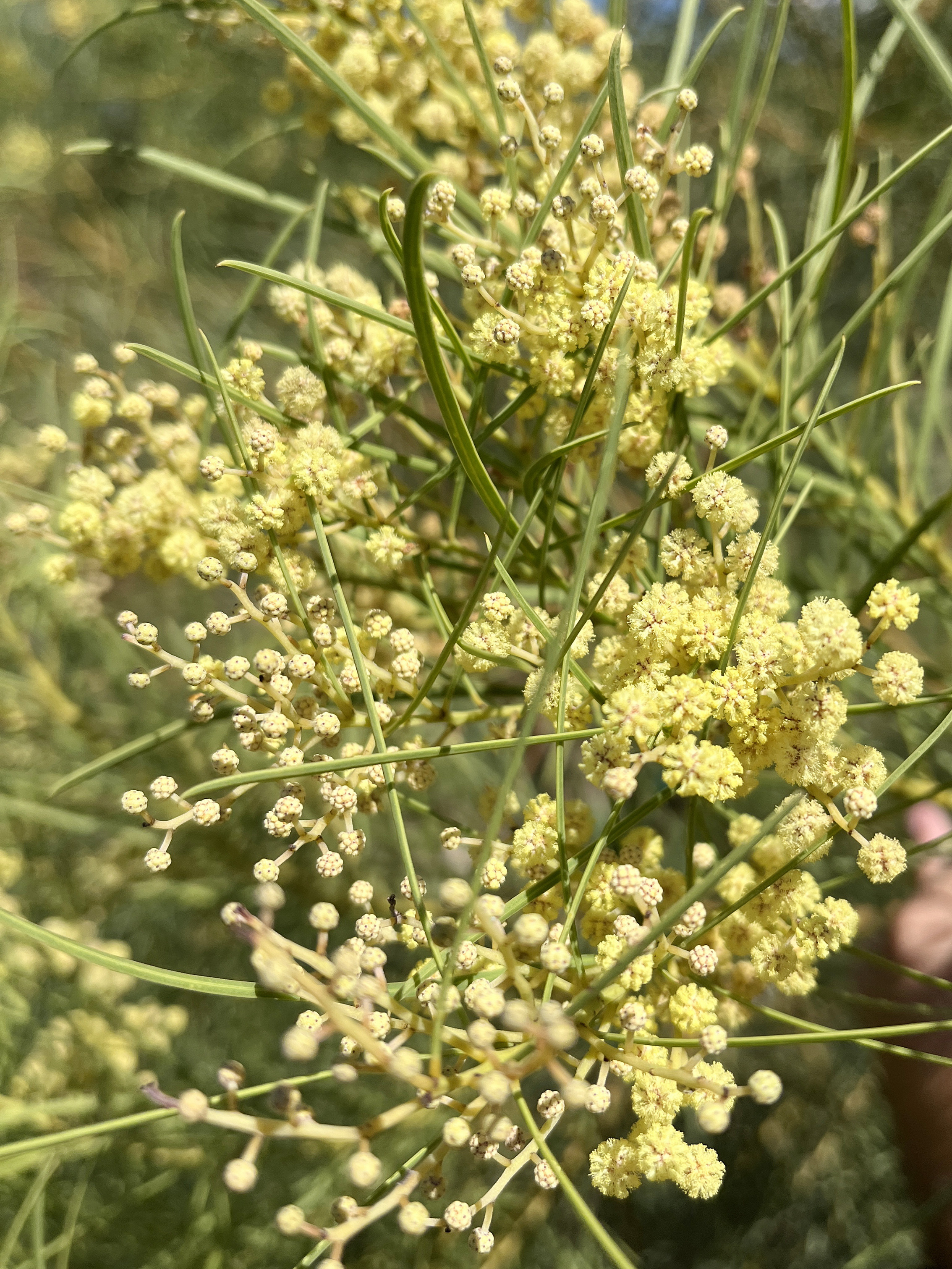 Acacia harveyi