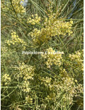 Acacia harveyi