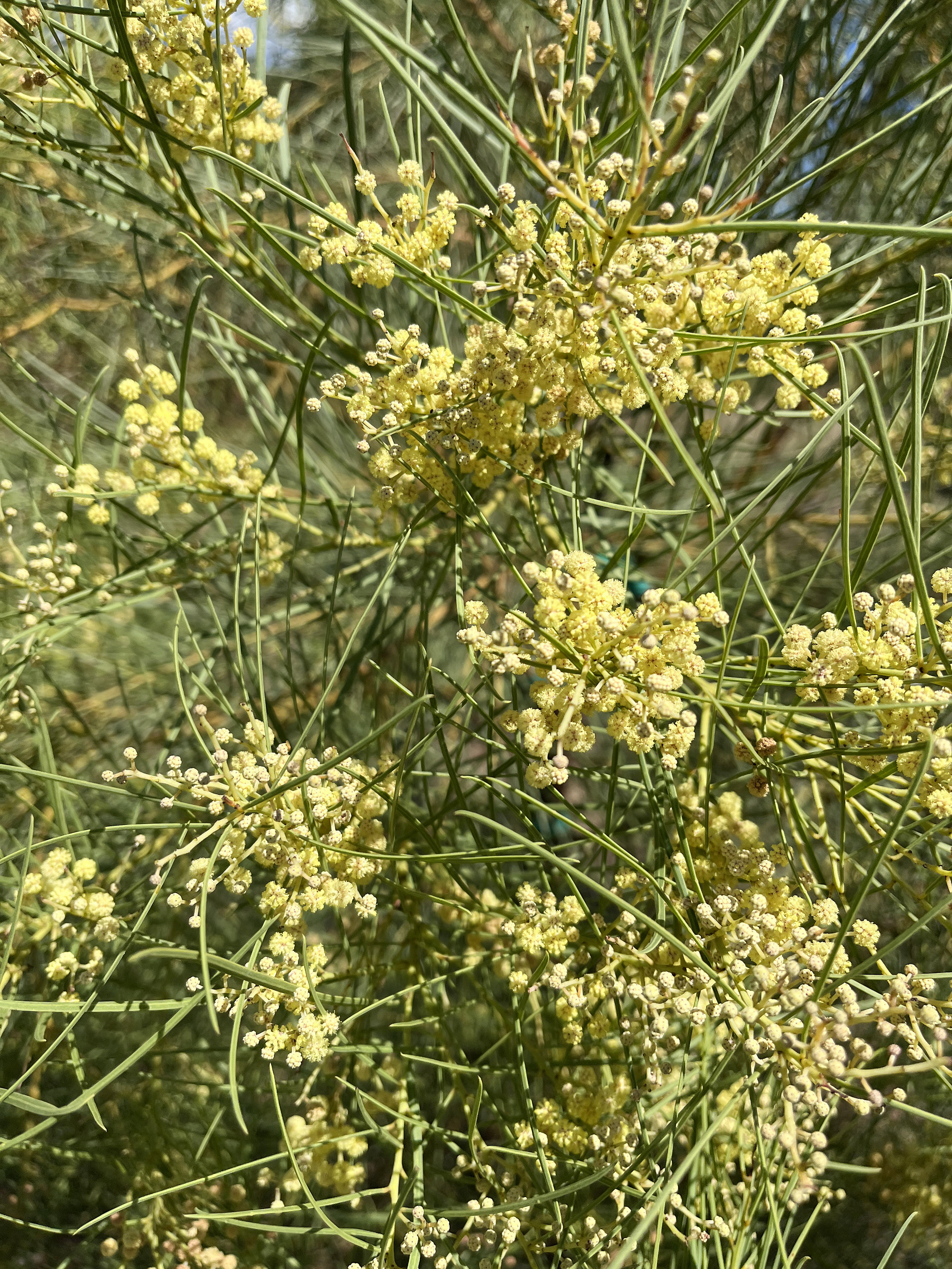Acacia harveyi